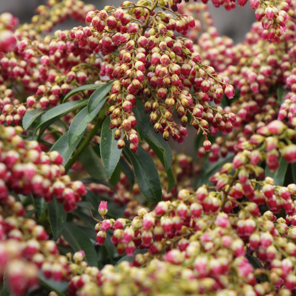 Andromède du Japon - Pieris japonica Passion