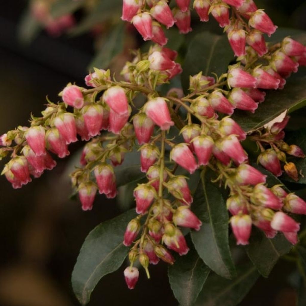 Andromède du Japon, Pieris Jap.Valley Valentine