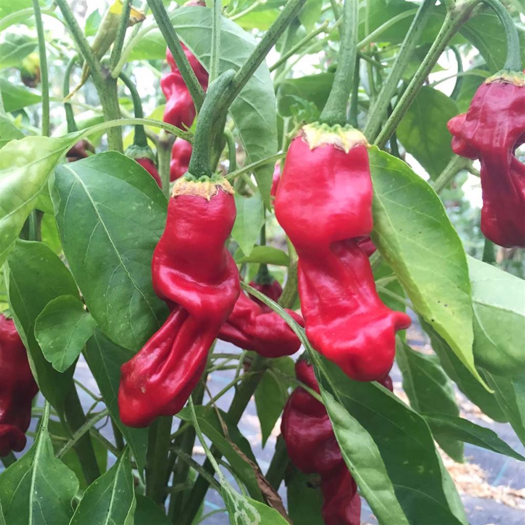 Chili Penis ou Peter Pepper - Ferme de Sainte Marthe