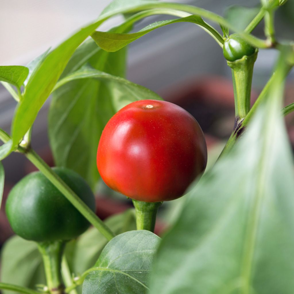 Chili Red Cherry Small Bio - Ferme de Sainte Marthe