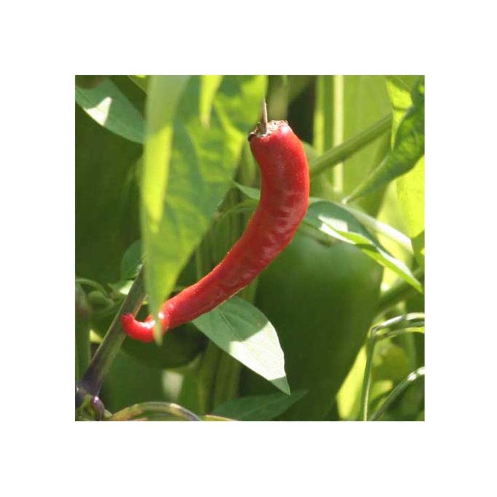 Chili Cayenne