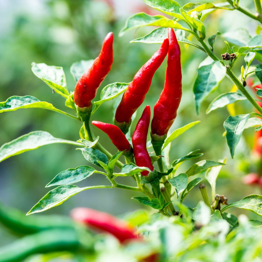 Chili Cayenne Bio - Ferme de Sainte Marthe