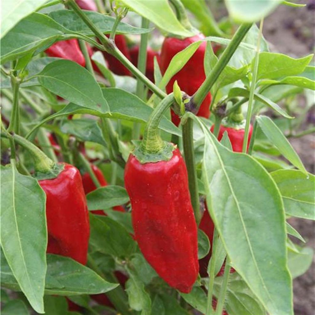 Piment de la Bresse Bio - Ferme de Sainte Marthe