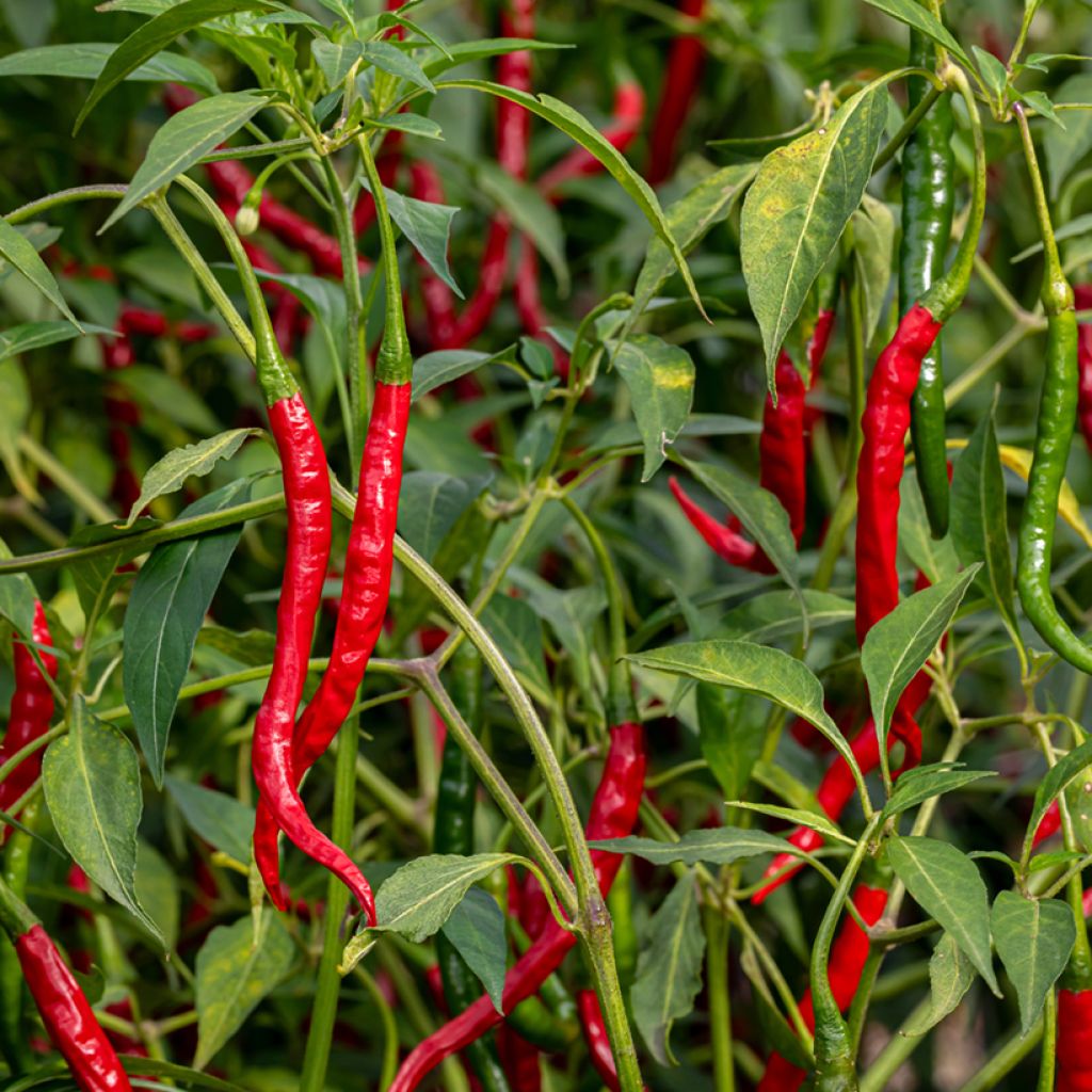 Paprika Long des Landes