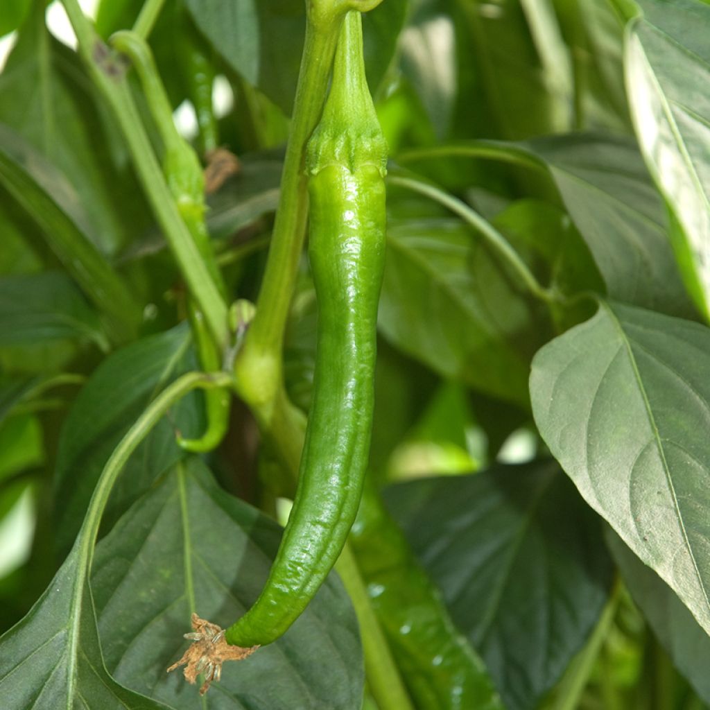 Paprika Long des Landes