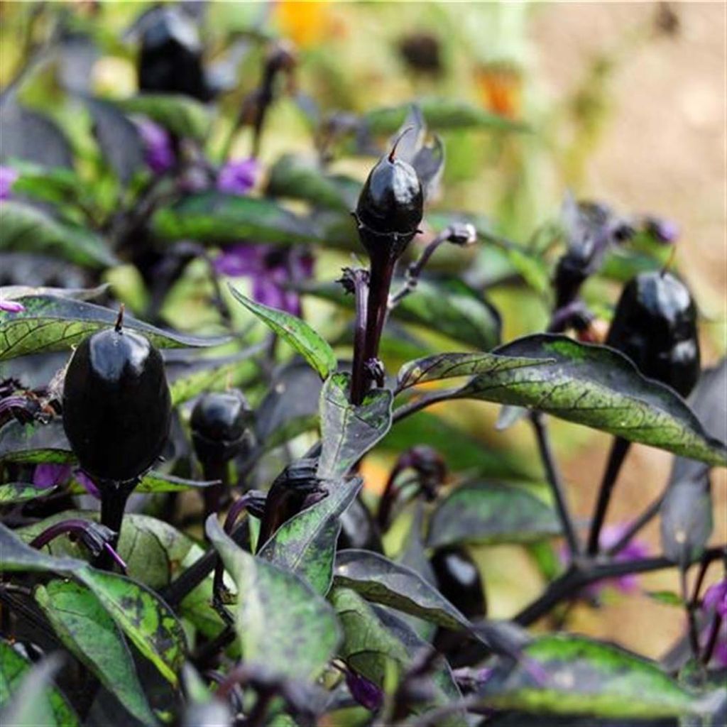 Paprika Purple Bio - Ferme de Sainte Marthe