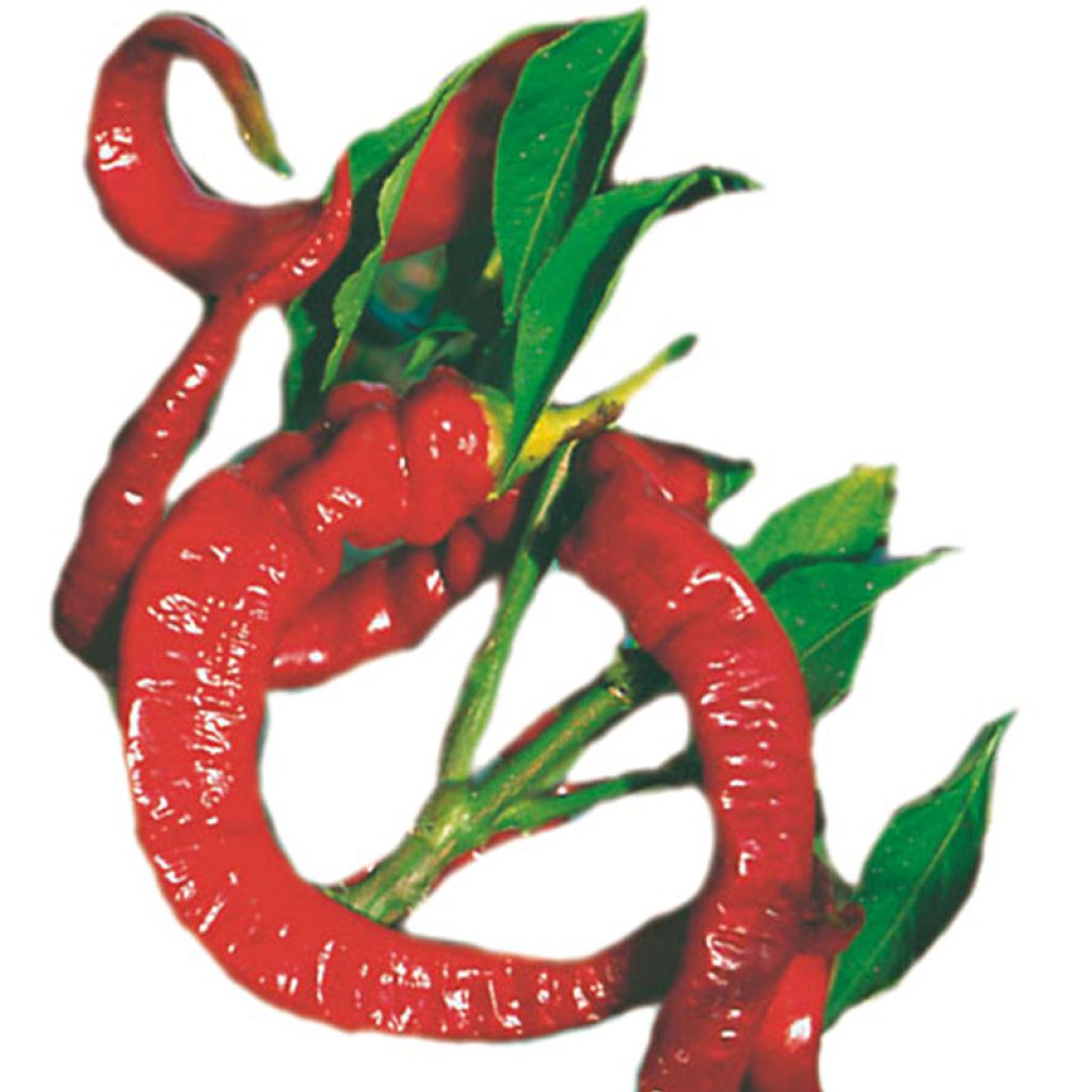 Paprika Long des Landes