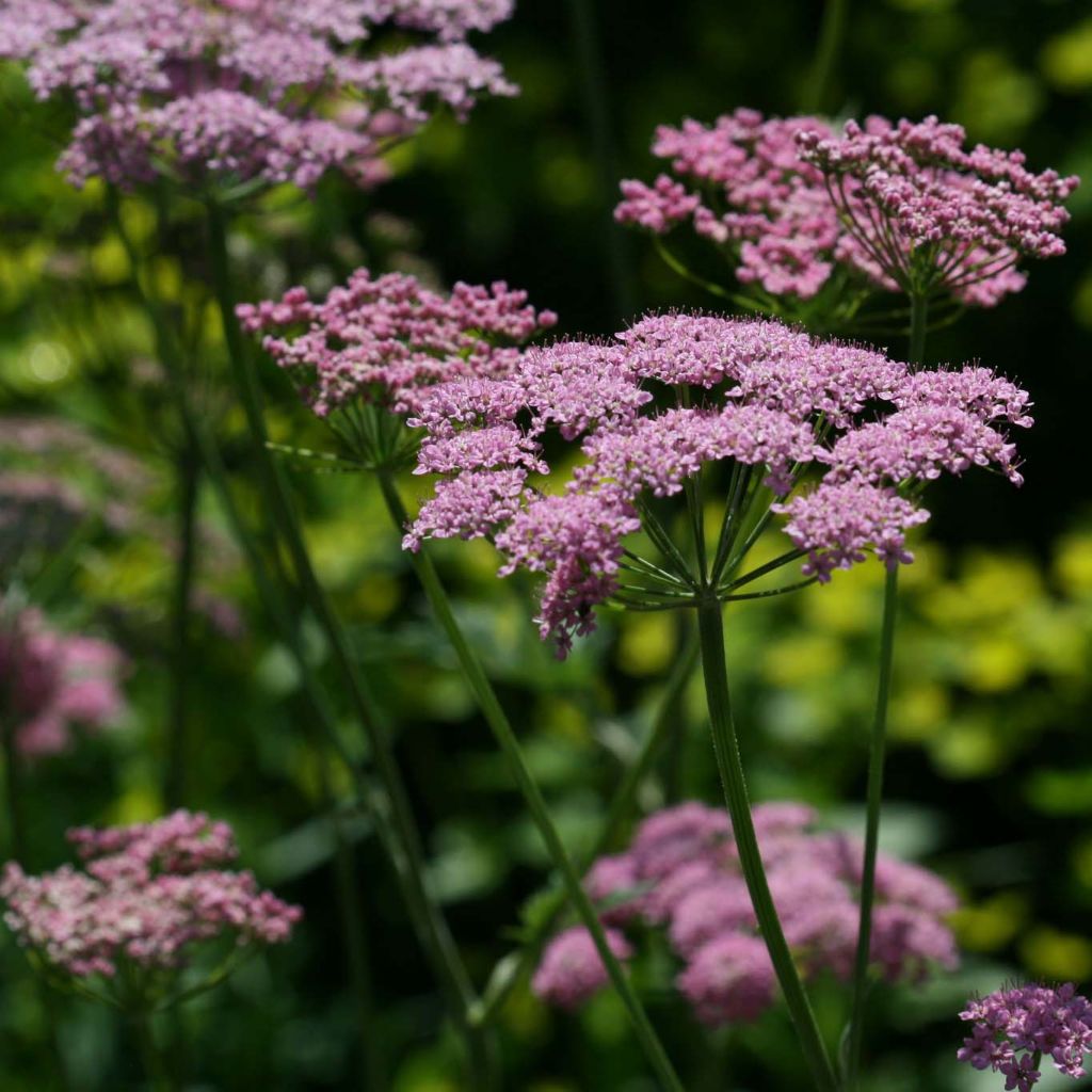 Pimpinella major Rosea - Große Bibernelle