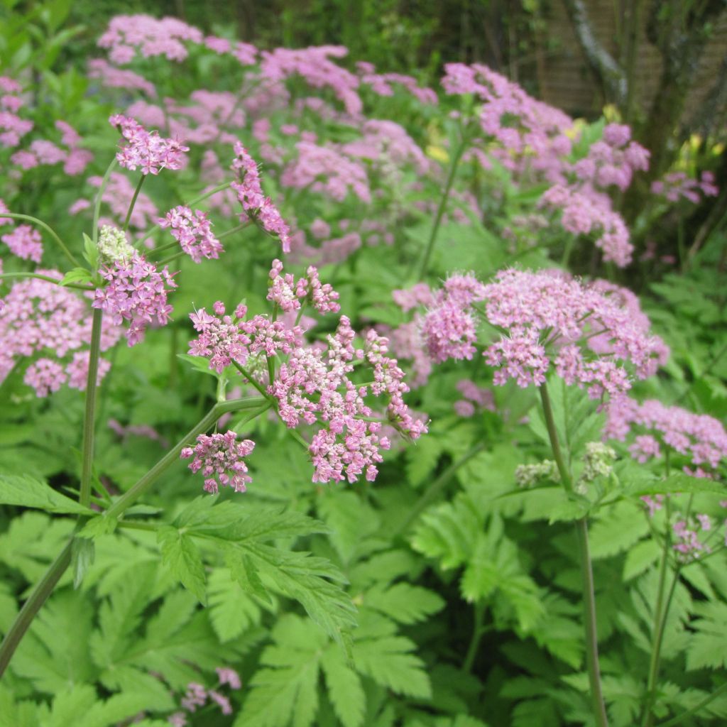 Pimpinella major Rosea - Große Bibernelle