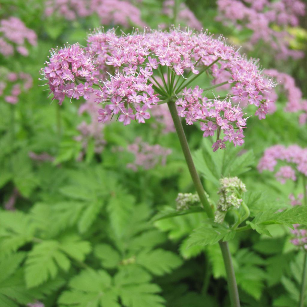 Pimpinella major Rosea - Große Bibernelle