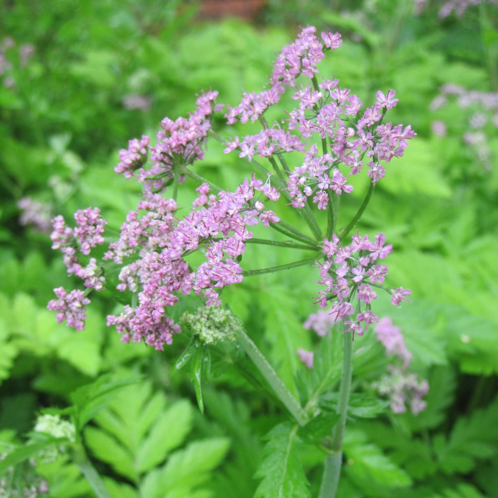 Pimpinella major Rosea - Große Bibernelle