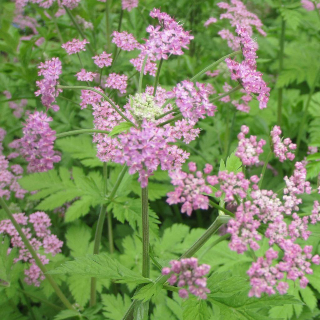 Pimpinella major Rosea - Große Bibernelle