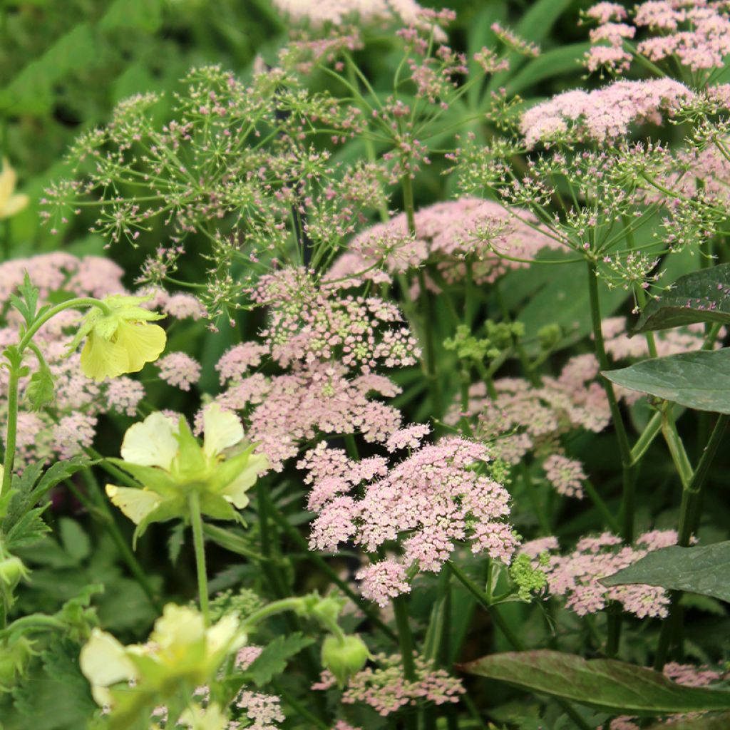 Pimpinella major Rosea - Große Bibernelle