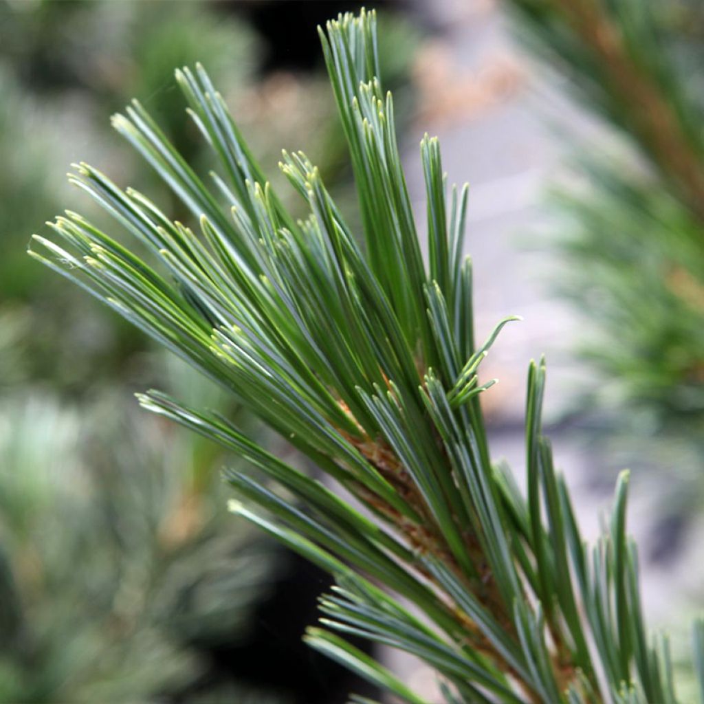 Pinus flexilis Vanderwolfs Pyramid - Biegsame Kiefer