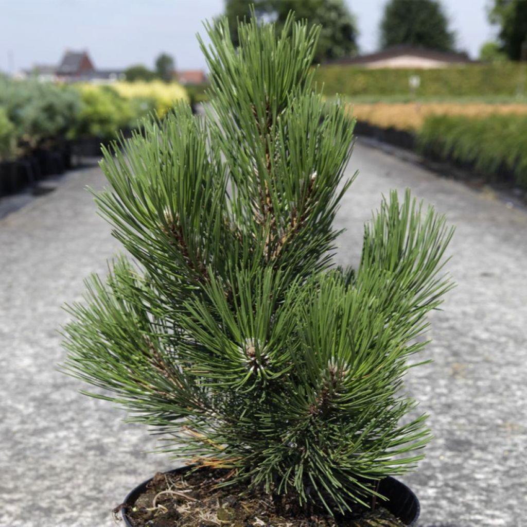 Pinus heldreichii Malinkii - Schlangenhaut-Kiefer