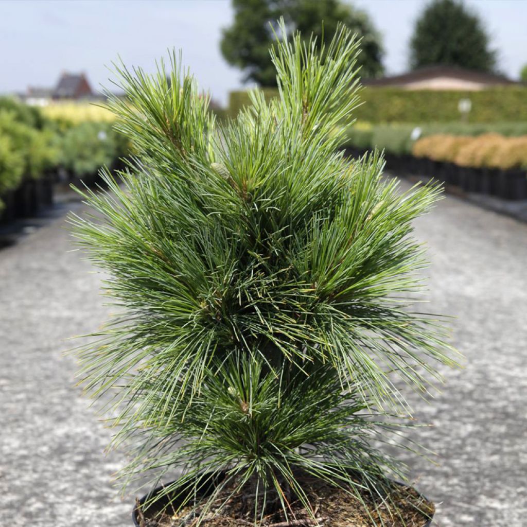 Pinus schwerinii Wiethorst - Zapfenkiefer