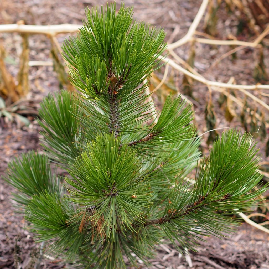 Pin de bosnie - Pinus heldreichii (leucodermis) Compact Gem