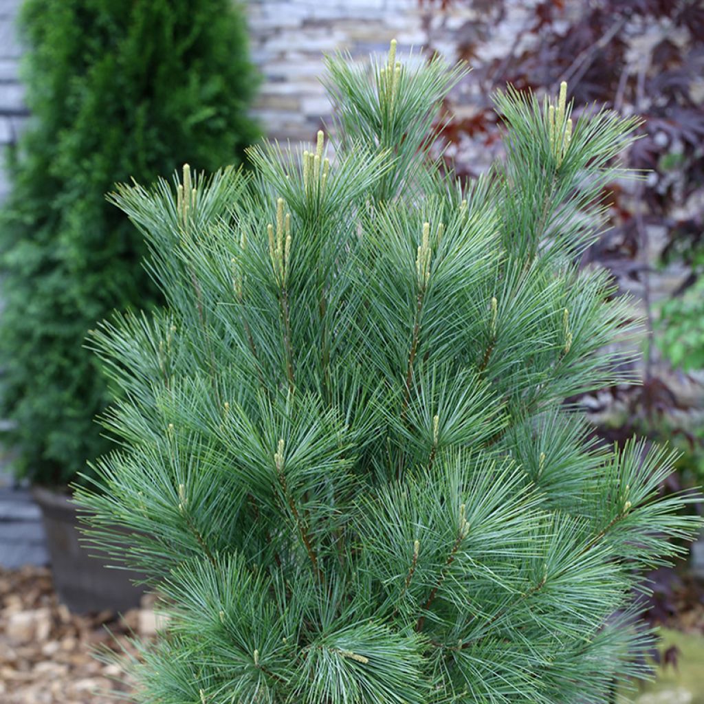 Pinus wallichiana Densa Hill - Himalaya-Kiefer