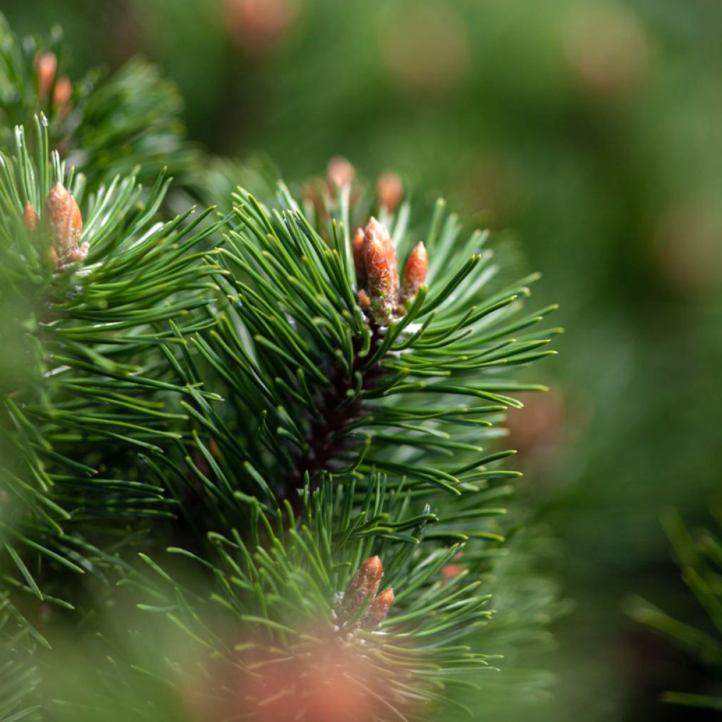 Pinus mugo Mumpitz - Bergkiefer