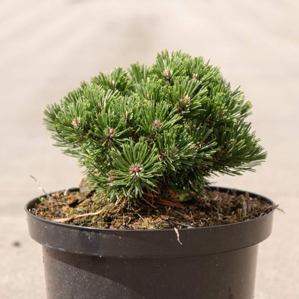 Pinus mugo Sherwood Compact - Bergkiefer