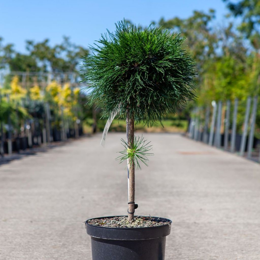 Pin de montagne - Pinus mugo Varella