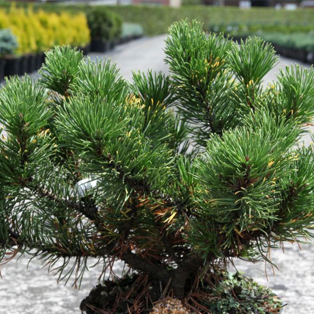 Pinus mugo Carstens Wintergold - Bergkiefer