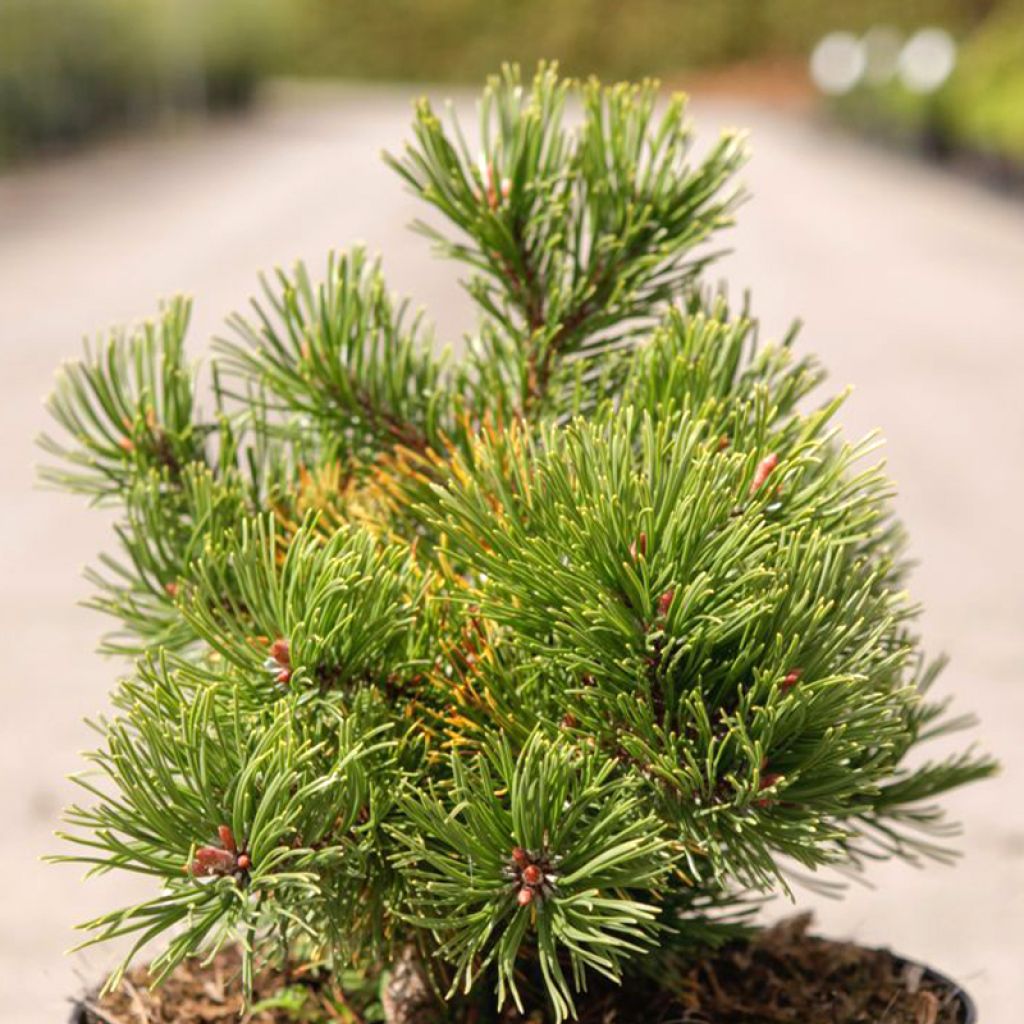 Pin de montagne - Pinus mugo Carsten's Wintergold