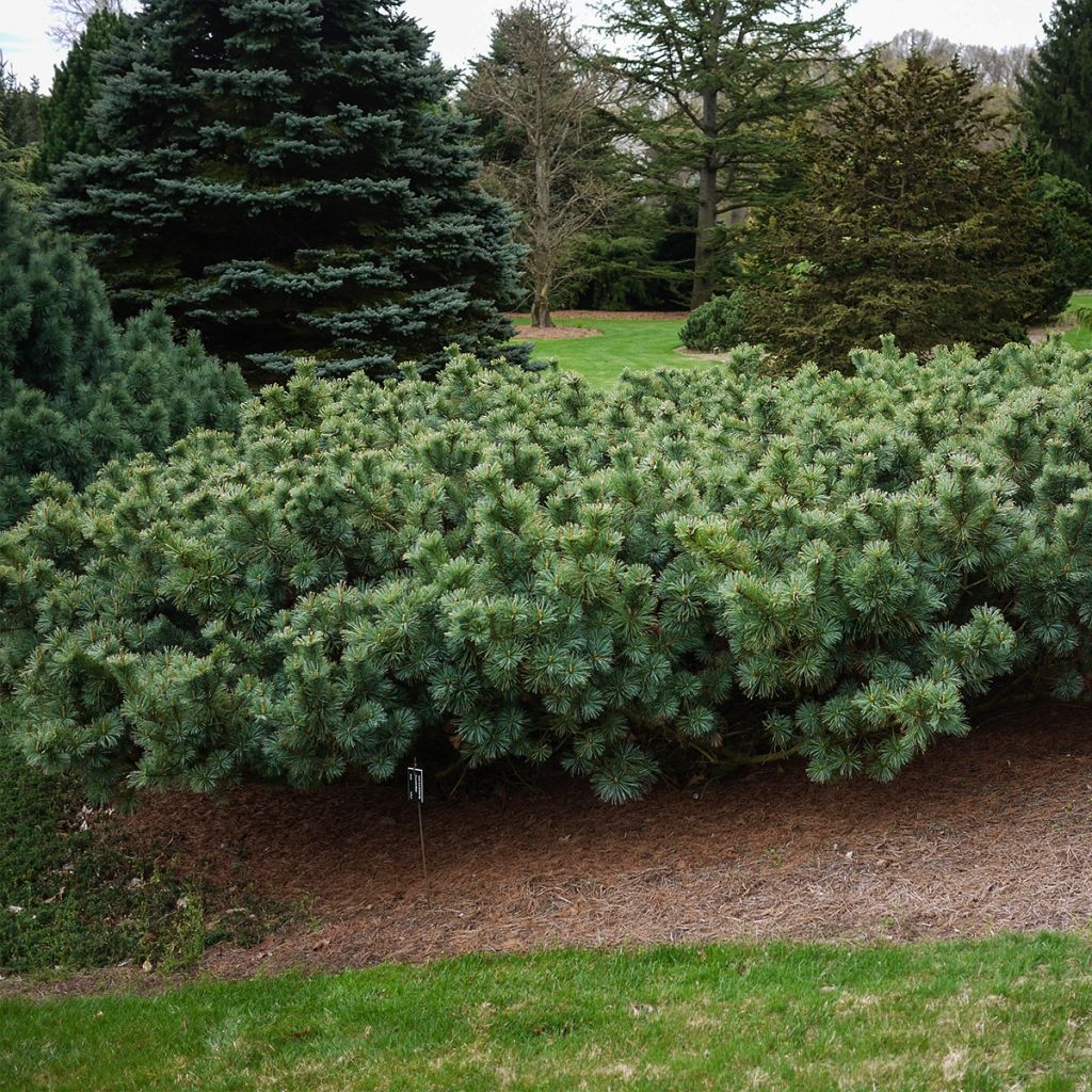 Pinus pumila Glauca - Zwerg-Kiefer