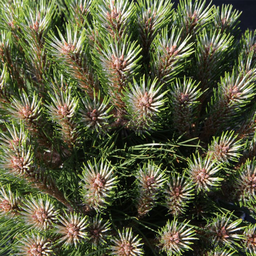 Pinus nigra Marie Brégeon - Schwarzkiefer