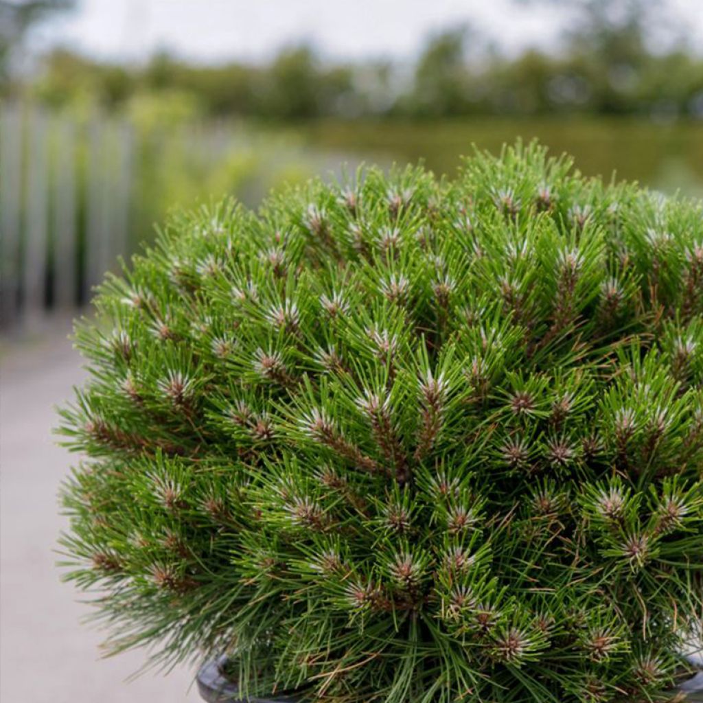 Pin noir - Pinus nigra Marie Brégeon