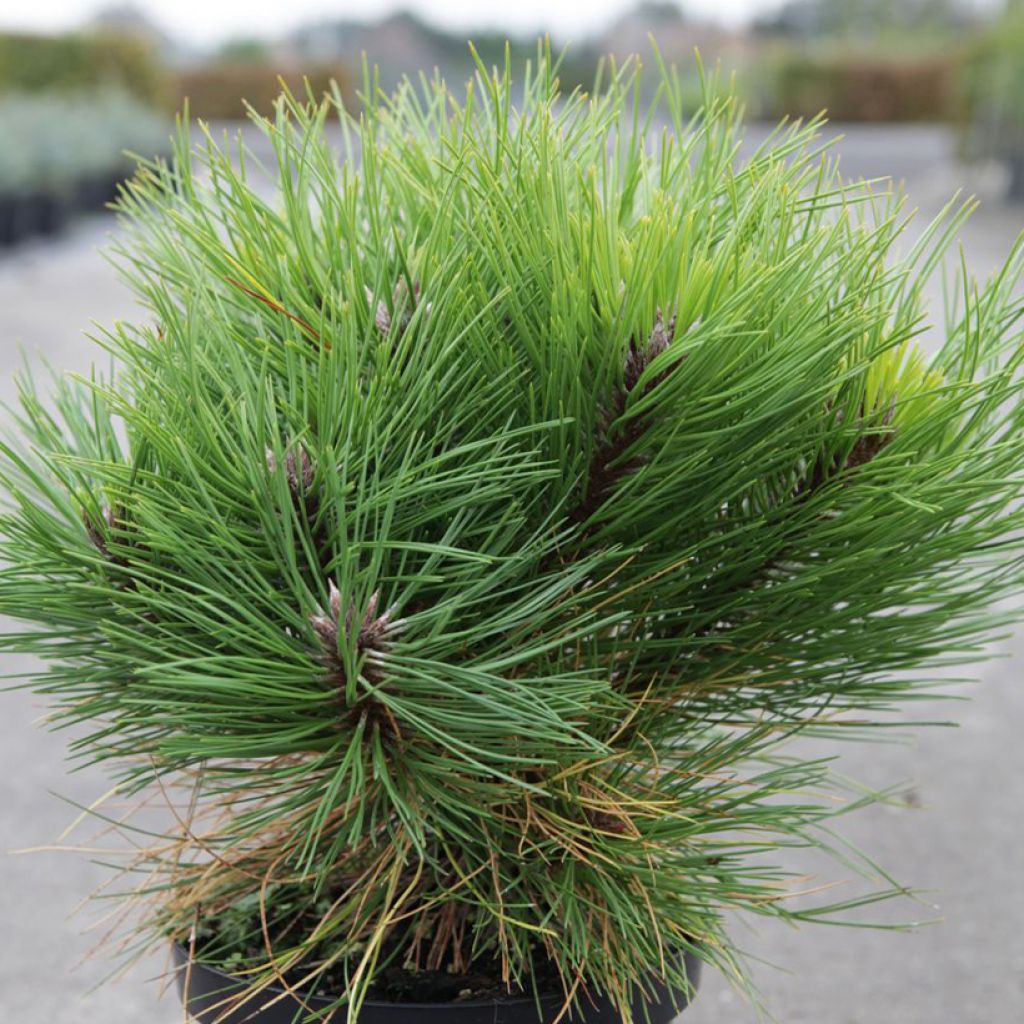 Pin noir - Pinus nigra Marie Brégeon