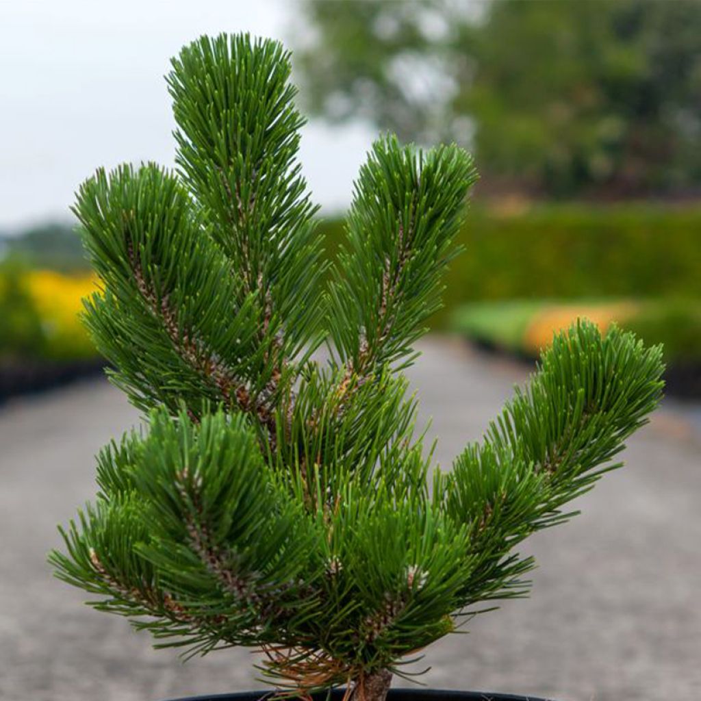 Pinus nigra Oregon Green - Schwarzkiefer