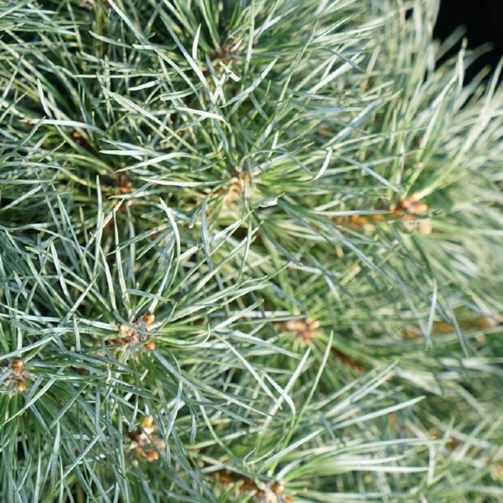 Pinus sylvestris Chantry Blue - Wald-Kiefer