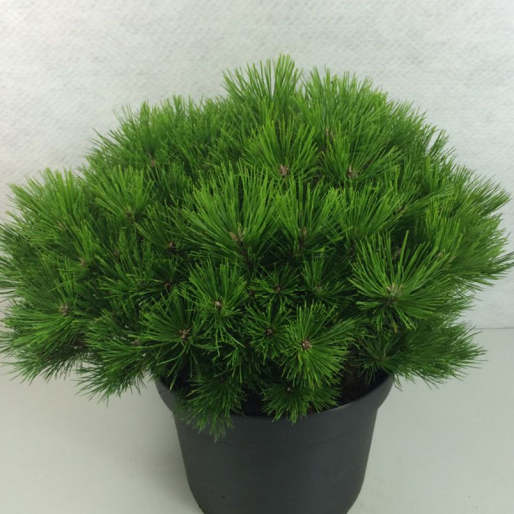 Pin rouge du Japon - Pinus densiflora Low Glow                      