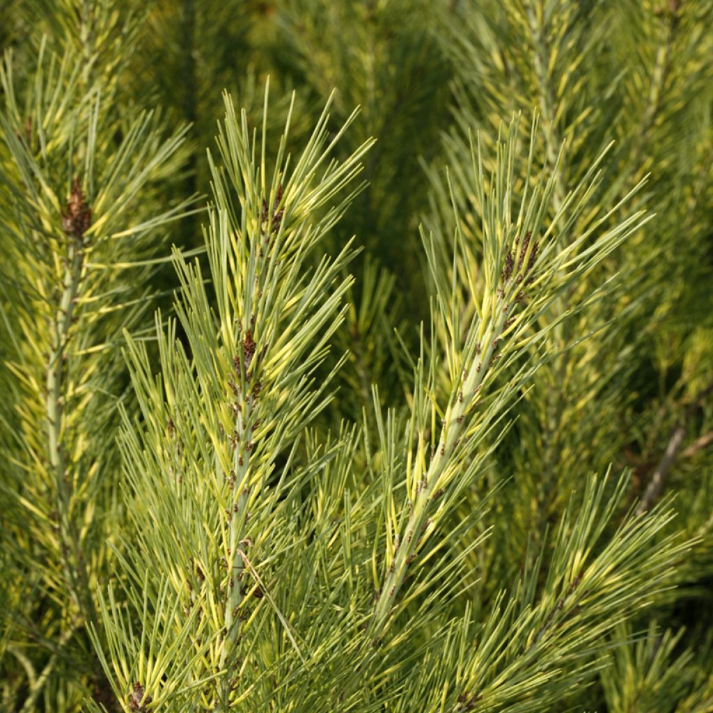 Pinus densiflora Oculus-draconis - Japanische Kiefer