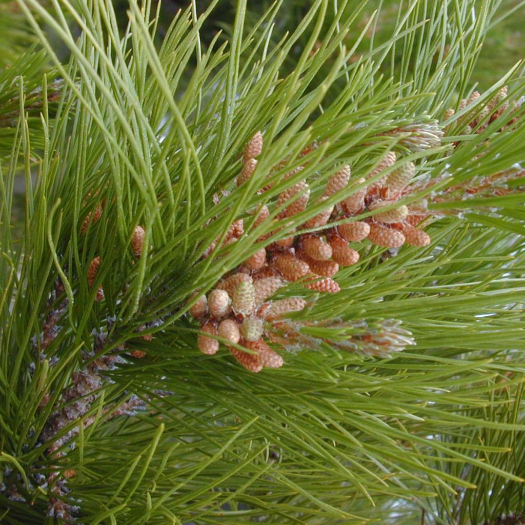 Pinus insignis (radiata) - Pin de Monterey