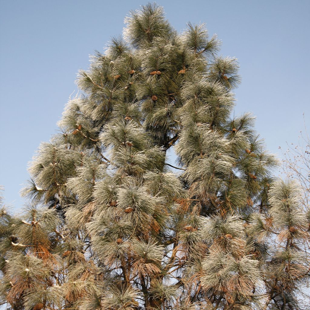 Pinus jeffreyi - Jeffrey-Kiefer