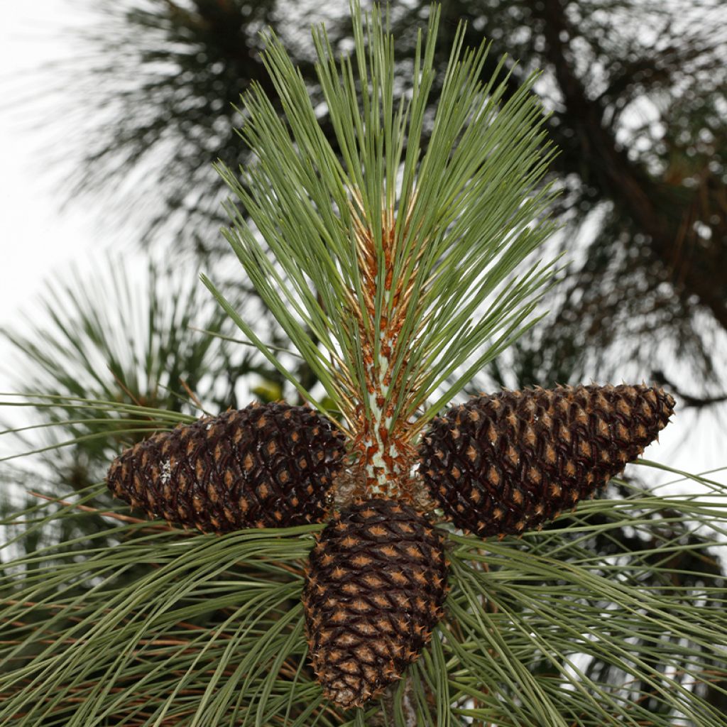 Pinus jeffreyi - Jeffrey-Kiefer