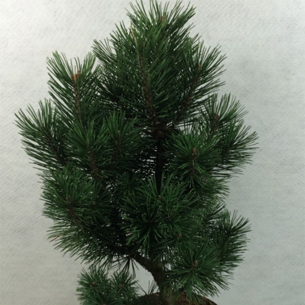 Pinus mugo Green Column - Bergkiefer