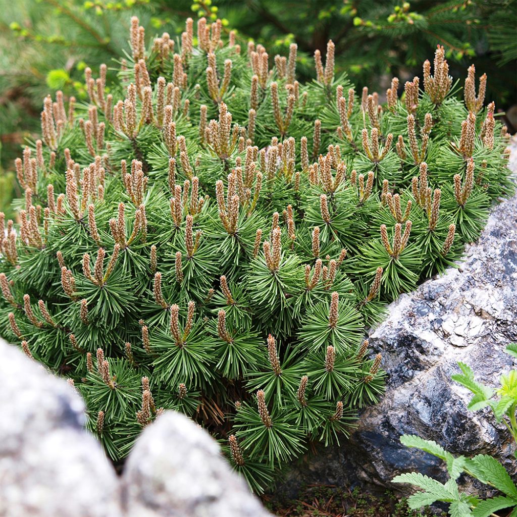 Pinus mugo Mops - Bergkiefer