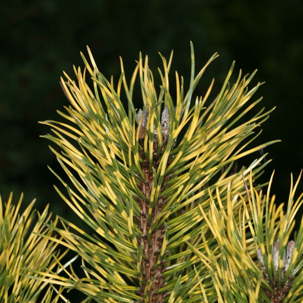 Pinus mugo Sunshine - Bergkiefer