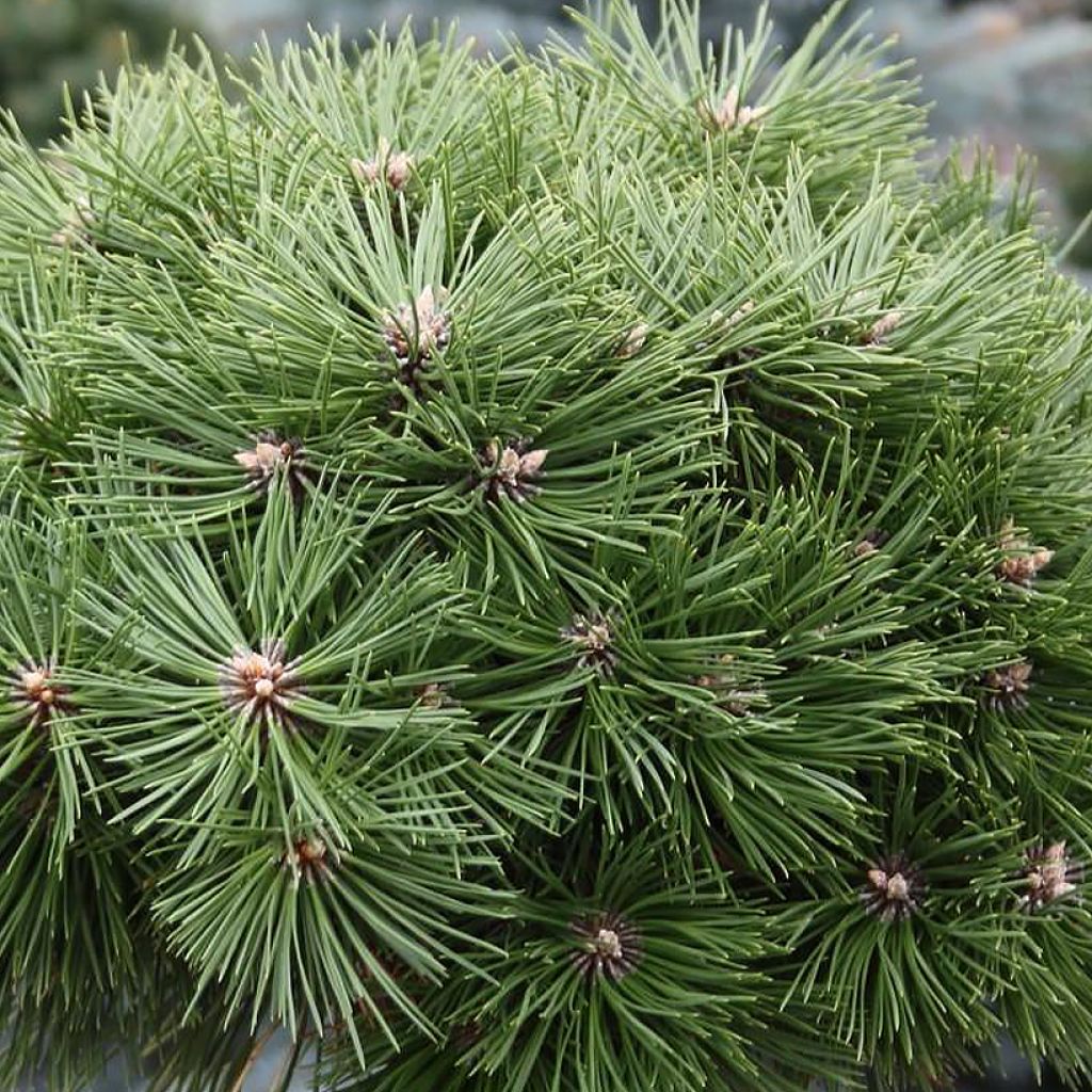 Pinus nigra Agnes Brégeon - Schwarzkiefer