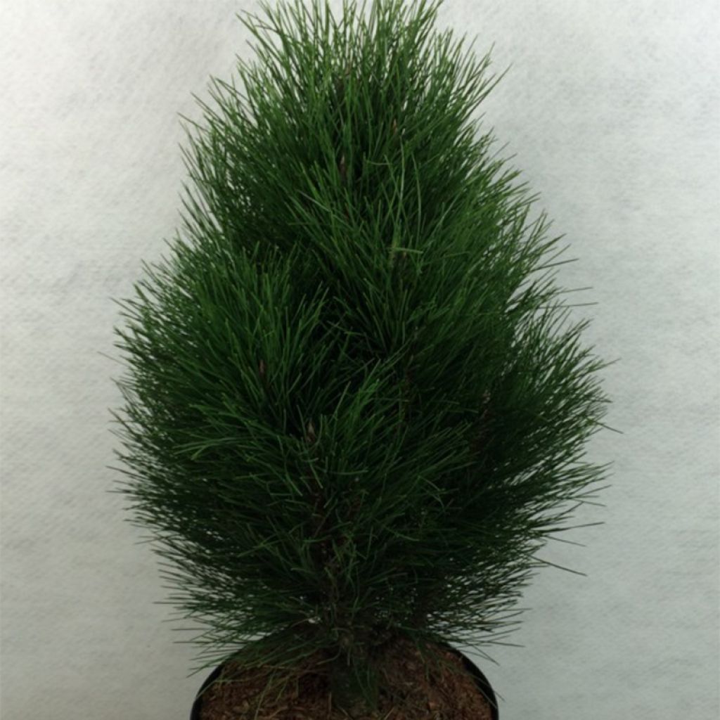 Pinus nigra Green Tower - Pin noir                         