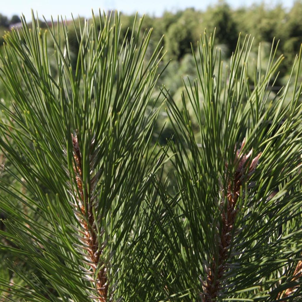 Pinus nigra nigra - Schwarzkiefer