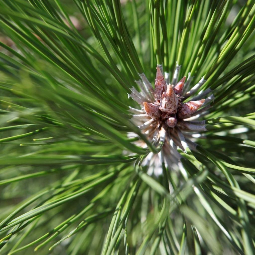 Pinus nigra nigra - Schwarzkiefer