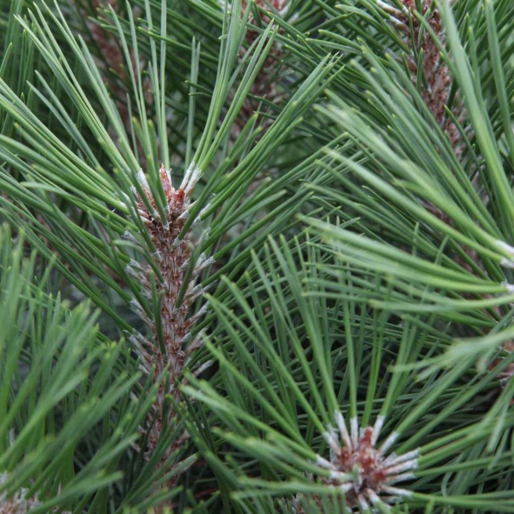 Pinus nigra Brégeon - Schwarzkiefer