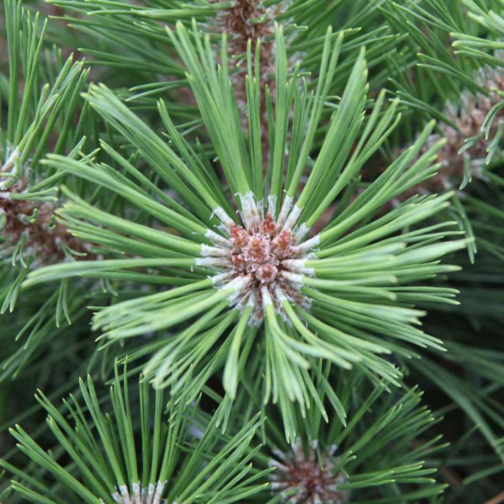 Pinus nigra Brégeon - Schwarzkiefer