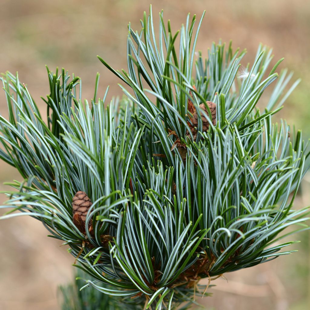 Pin blanc du Japon nain - Pinus parviflora Iribune