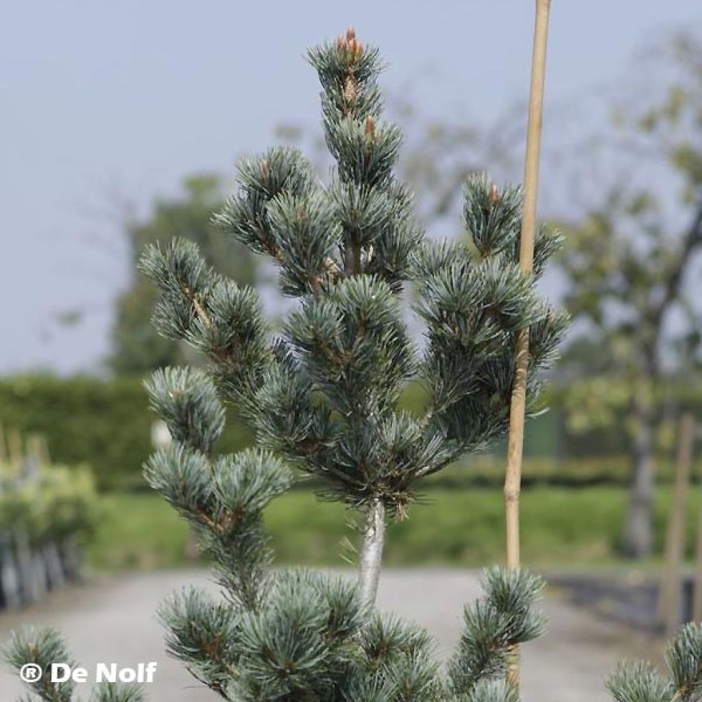 Pinus parviflora Negishi - Mädchen-Kiefer