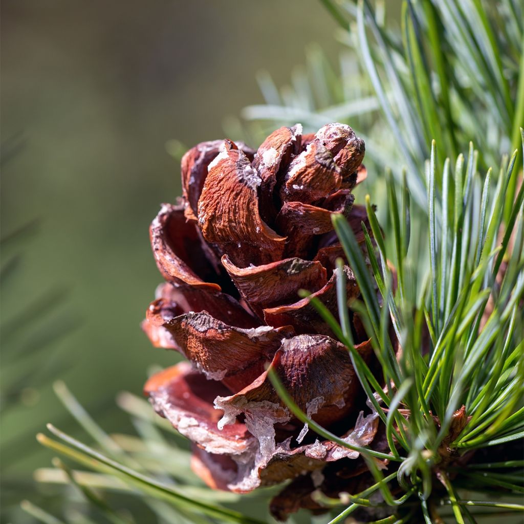 Pin blanc des japonais - Pinus parviflora Tempelhof